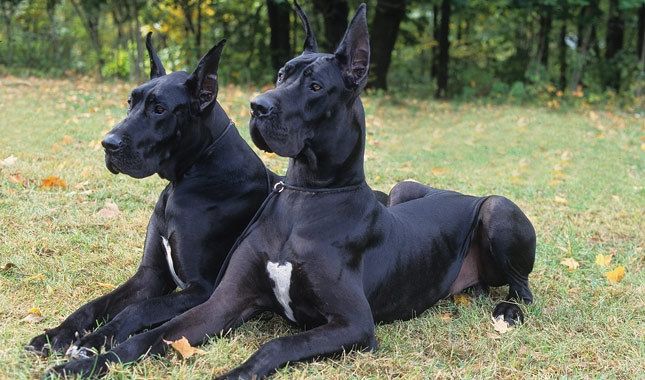 Great Dane Đen