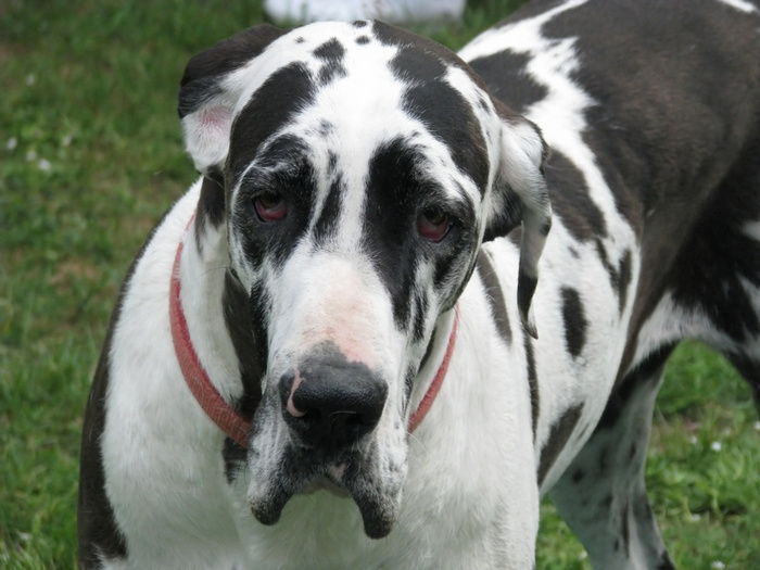 Great Dane Đen