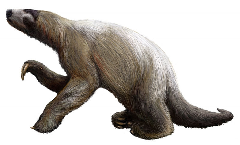 Ground Sloth