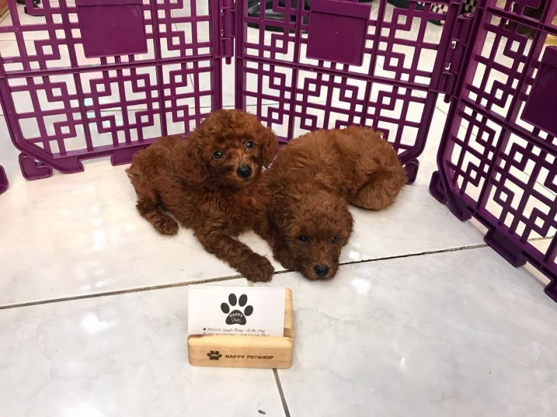 Happy Petshop - Nhạc Anh Nguyễn