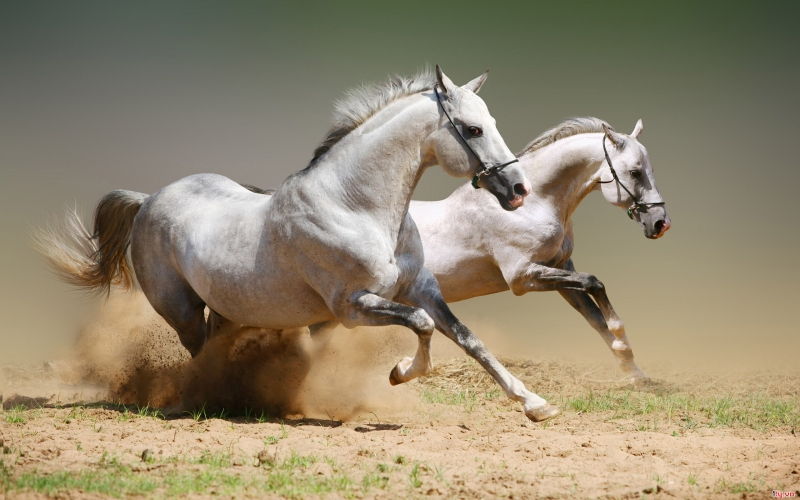 Hiệu ứng ruồi ngựa: Con ngựa lười biếng ra sao, chỉ cần có ruồi ngựa cắn chích cũng sẽ hăng hái tinh thần