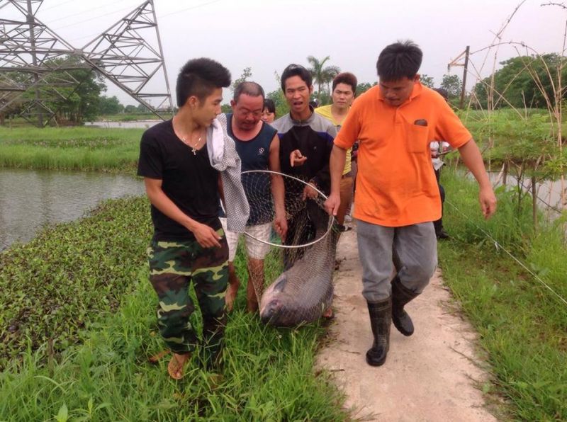 Hồ câu  Tứ Hải