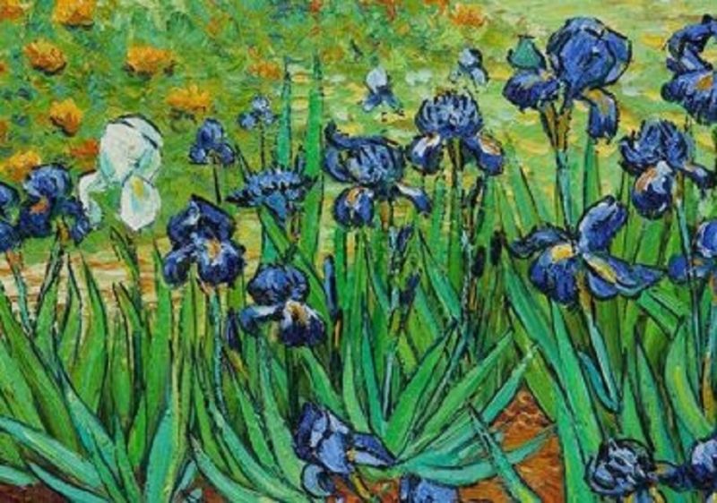 Hoa Irises