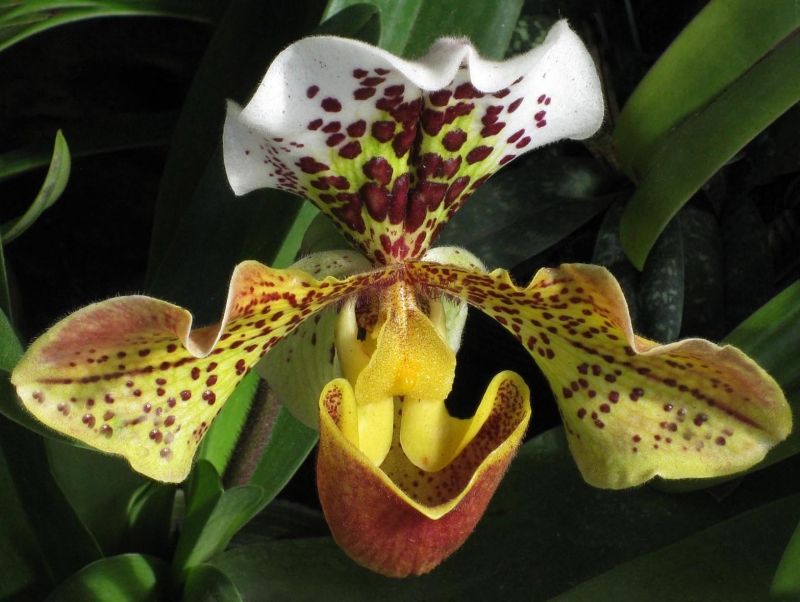 Hoa Lan Hài Hoa Lan Hài