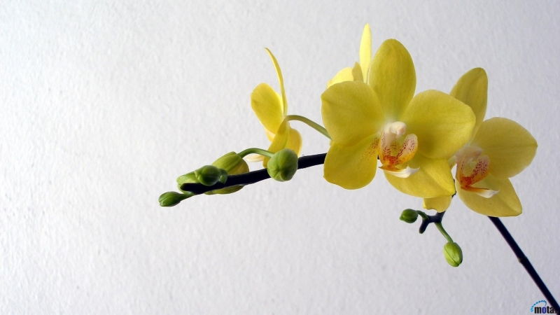 Hoa Lan (Orchid)