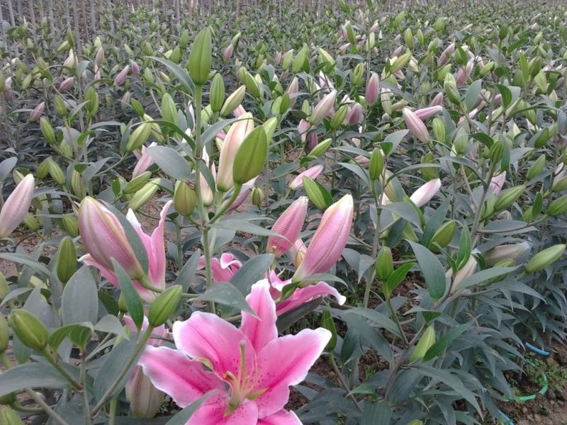 Hoa Lily Tết