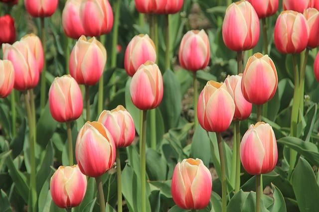 Hoa Tulip - Uất kim hương - Lời tỏ bày của tình yêu