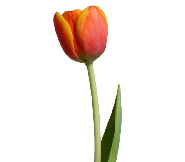 Hoa Tuy-líp