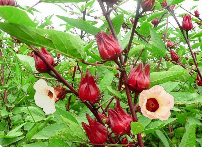 Hoa bụp giấm (atiso đỏ)