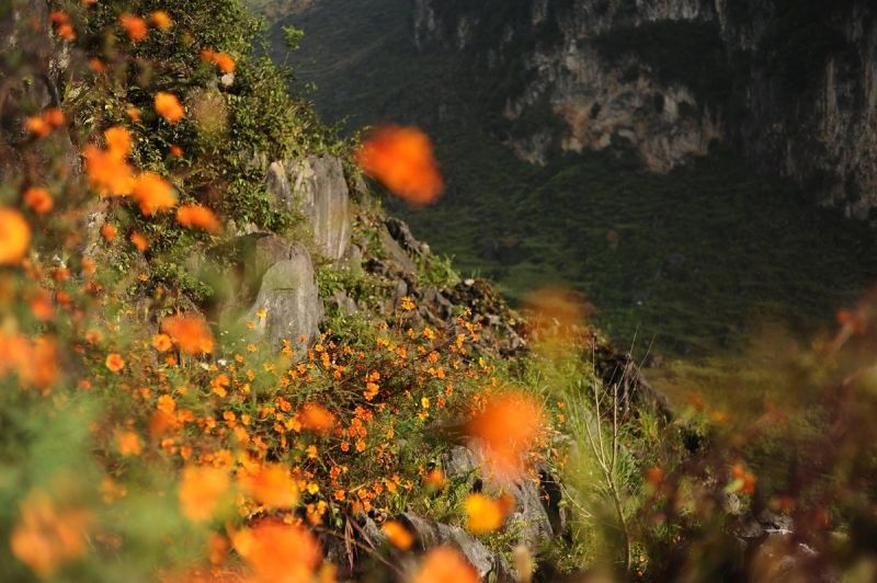 Hoa cúc dại ở Hà Giang