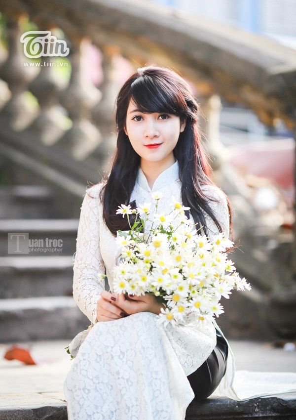 Hoa cúc họa mi Hoa cúc họa mi