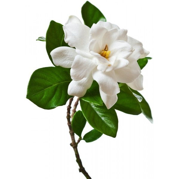 Hoa dành dành (Gardenia)