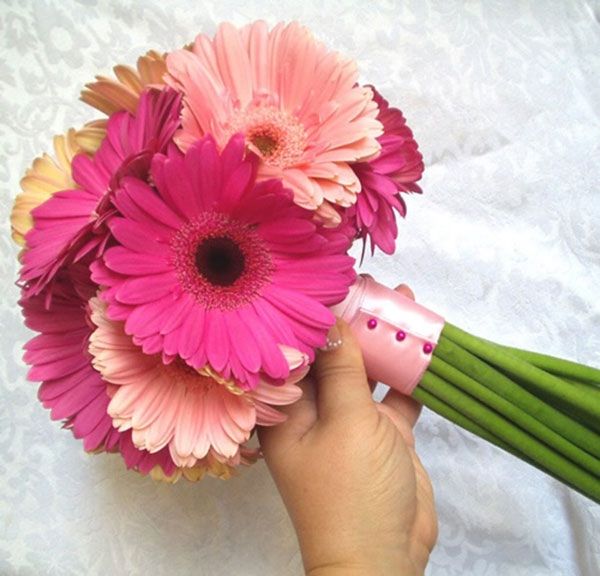 Hoa đồng tiền Hoa đồng tiền