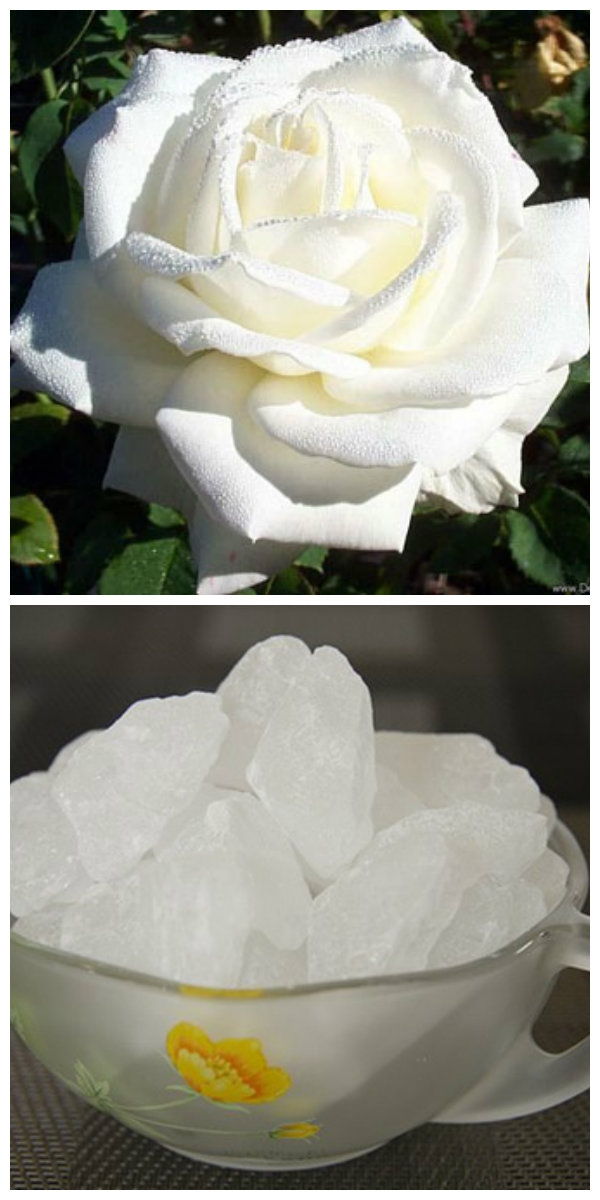 Hoa hồng bạch và đường phèn