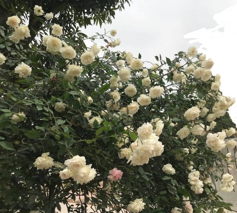 Hoa hồng bạch xếp Nam Định