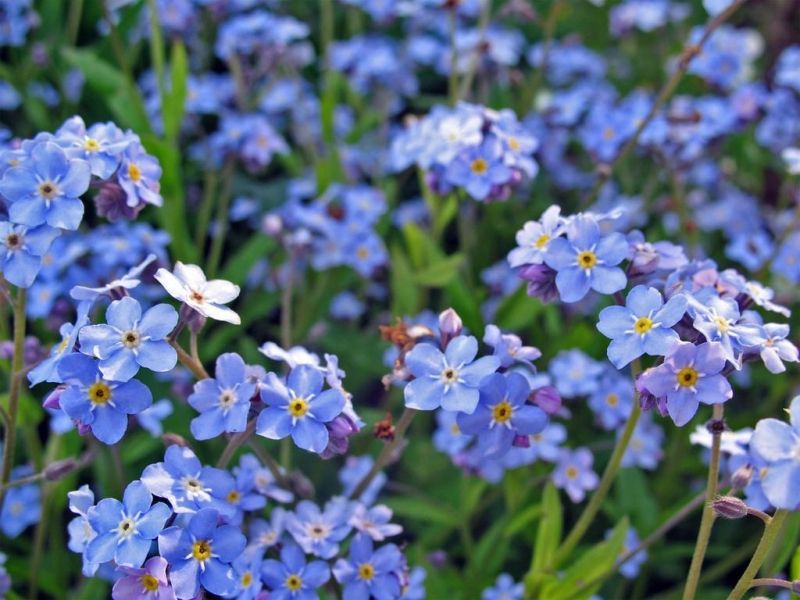 Hoa lưu ly - Forget me not - Tình yêu chân thật