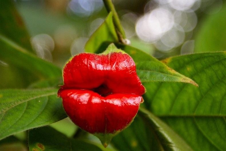 Hoa nụ hôn (Psychochia Elata)