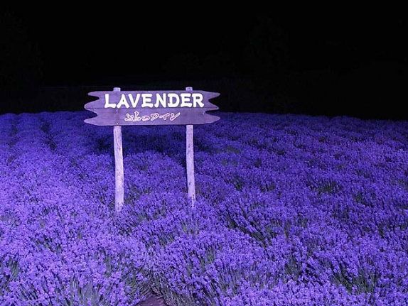 Hoa oải hương- Lavender