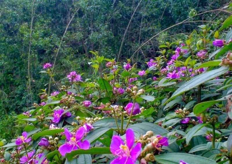 Hoa sim - Tình yêu duy nhất