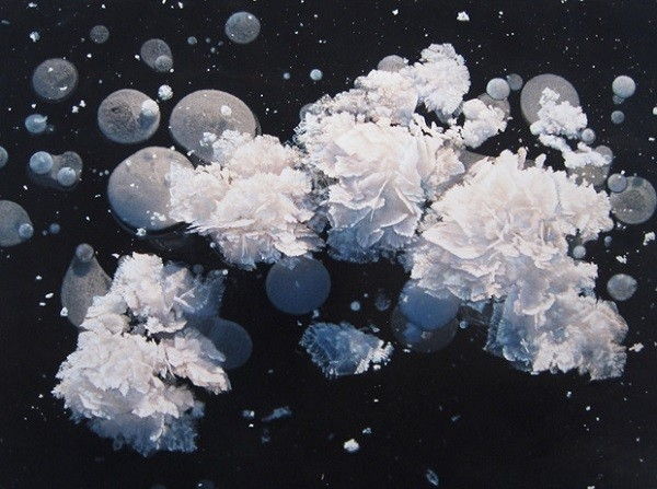 Hoa sương giá Hoa sương giá