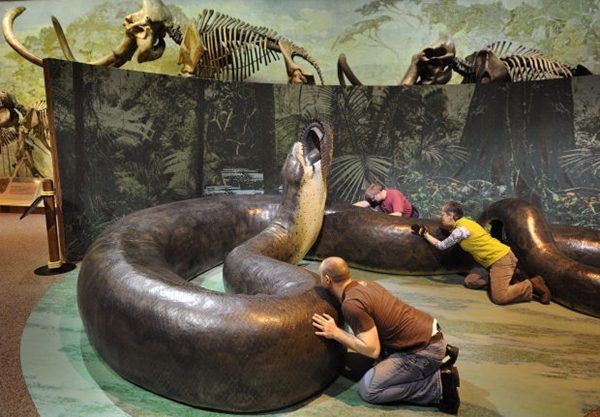 Hóa thạch rắn khổng lồ tại Colombia