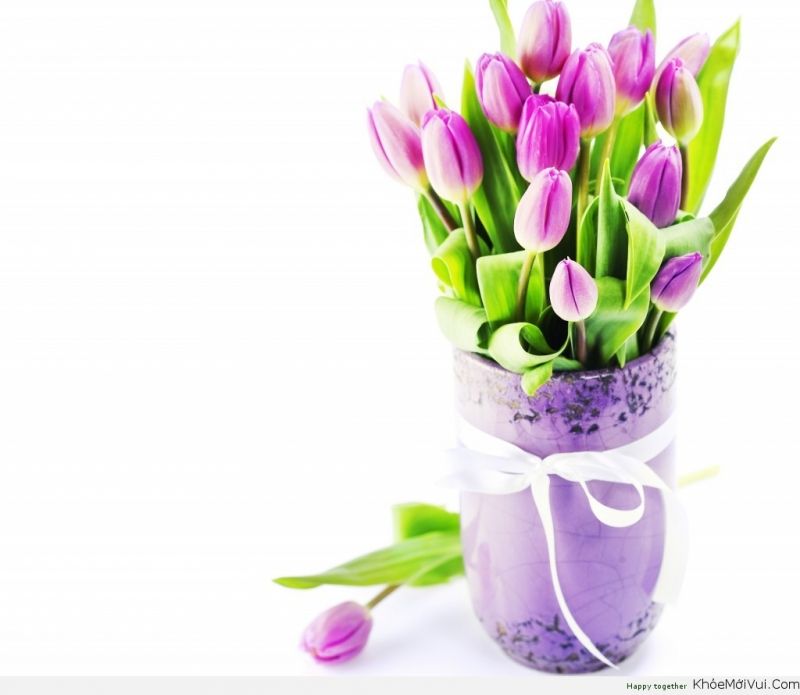 Hoa uất kim hương (tulip)