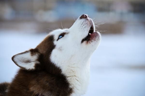 Husky