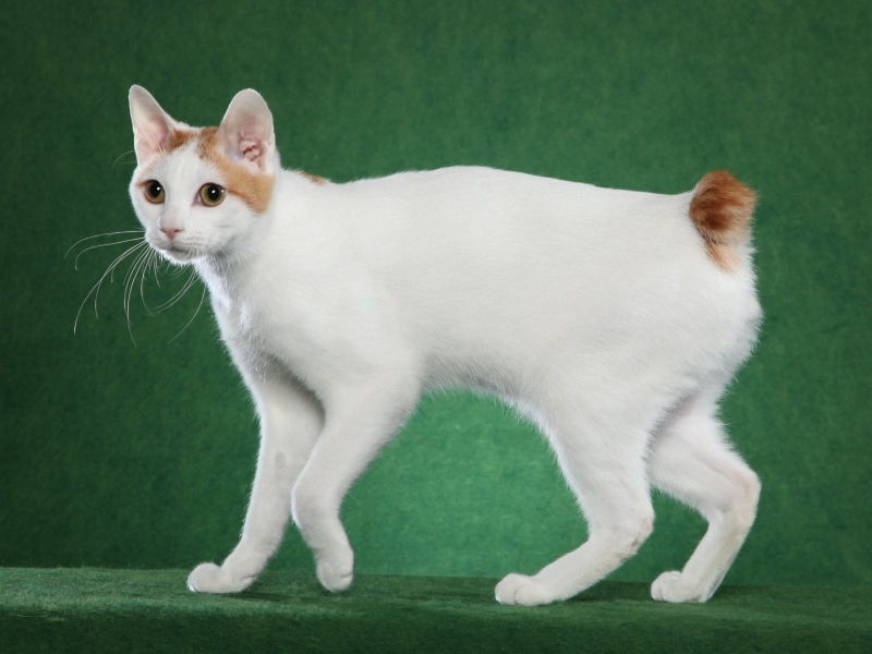 Japanese Bobtail