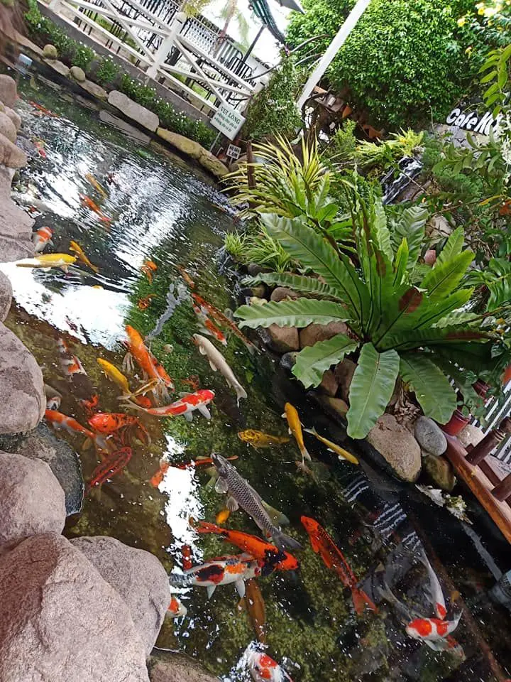 Koi Garden Tay Ninh