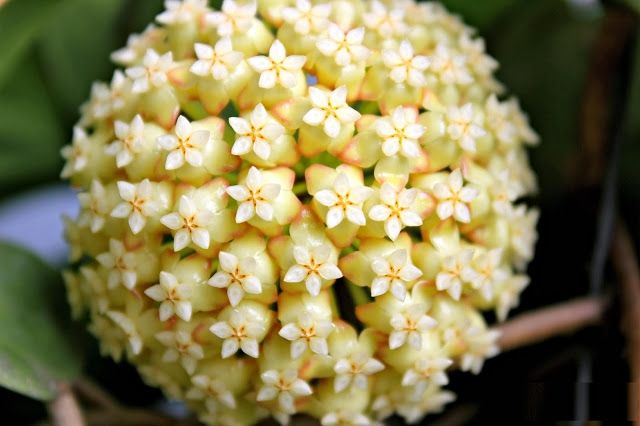 Lan Cẩm Cù Lan Cẩm Cù