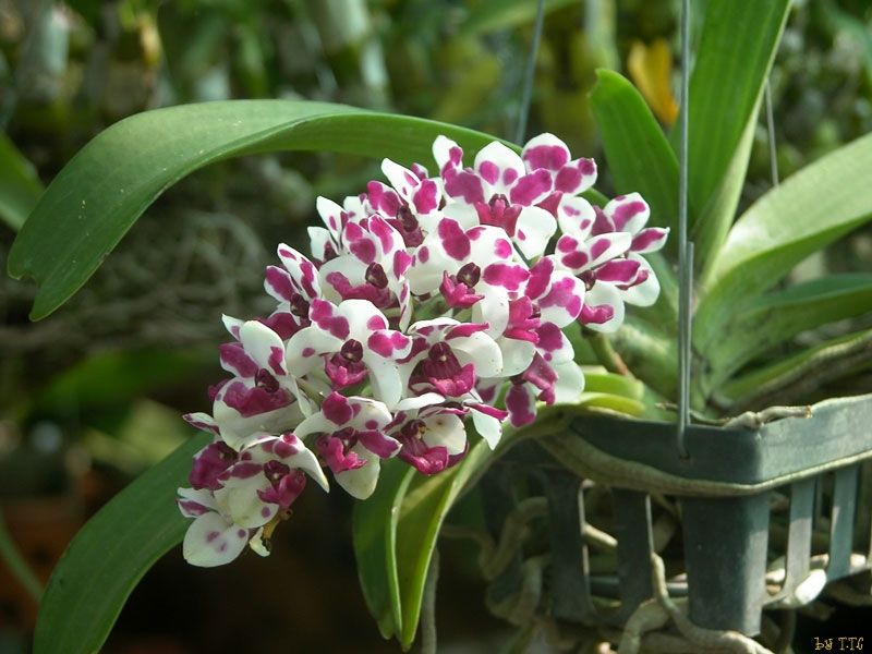 Lan Ngọc Điểm Lan Ngọc Điểm