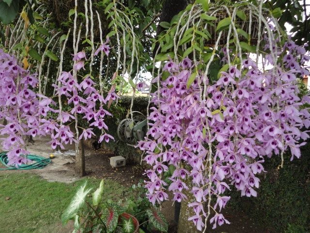 Lan Phi Diệp Tím Lan Phi Diệp Tím