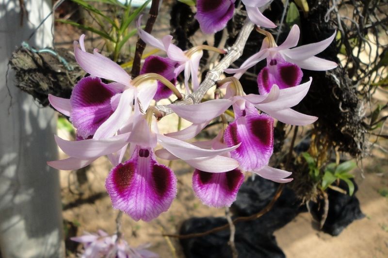 Lan Phi Diệp Tím Lan Phi Diệp Tím