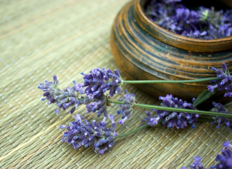 Lavender - Hương thơm đặc trưng