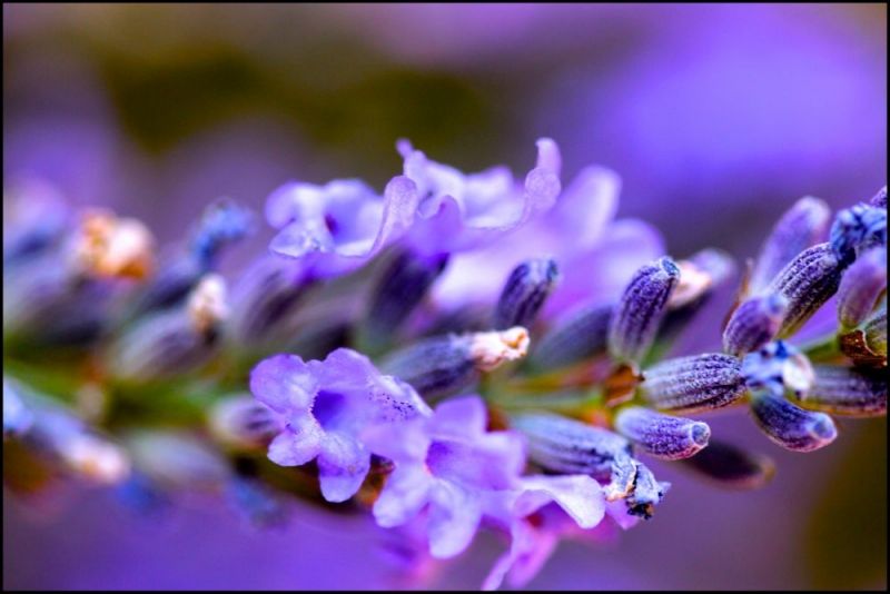 Lavender - Vẻ đẹp tinh tế