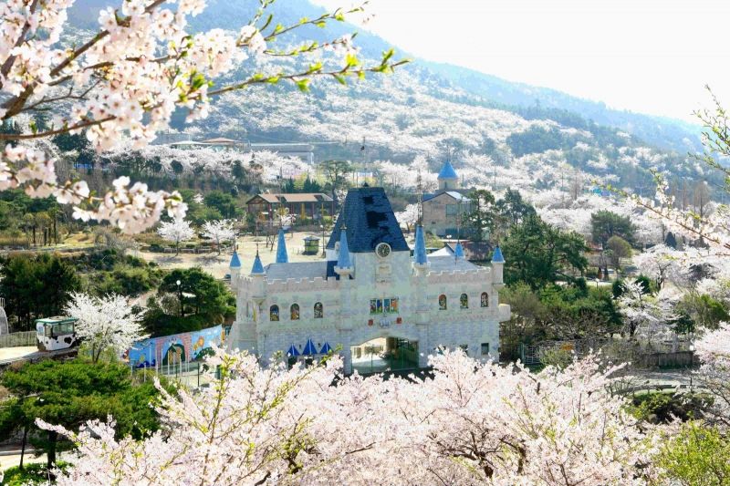 Lễ hội hoa anh đào Jinhae