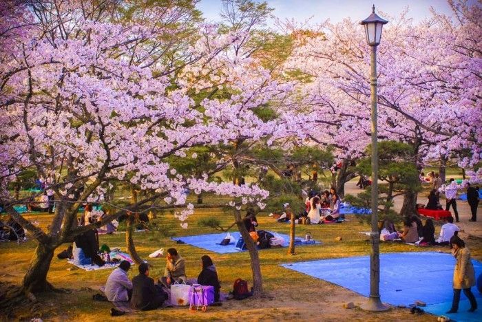 Lễ hội hoa anh đào Jinhae