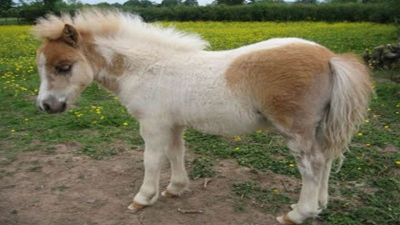 Ngựa Exmoor