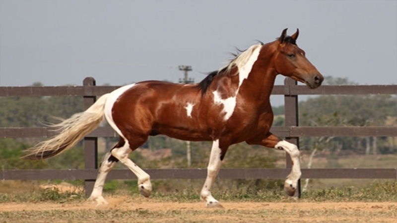 Ngựa  Marwari