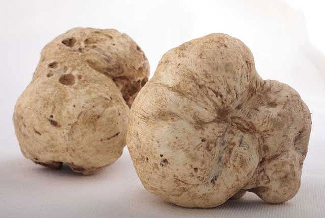 Nấm Truffle Nấm Truffle