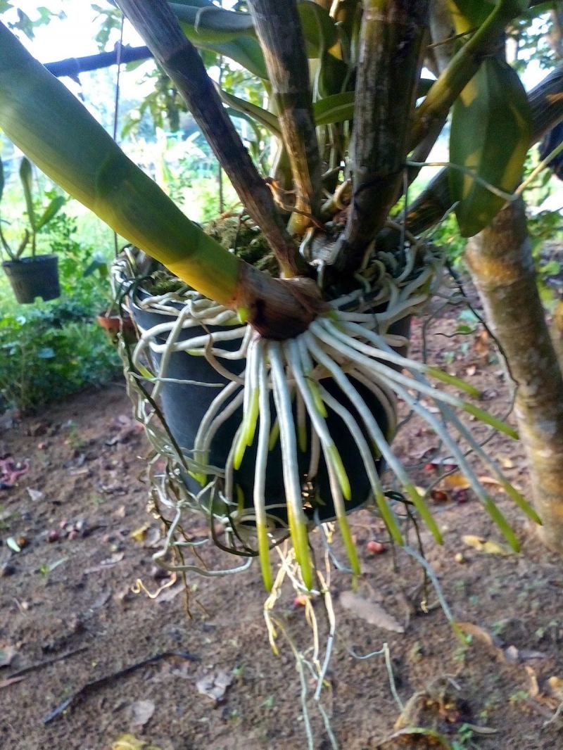 Phân bón lá TOBA NET – kích thích ra rễ cực mạnh – phục hồi hệ rễ cây
