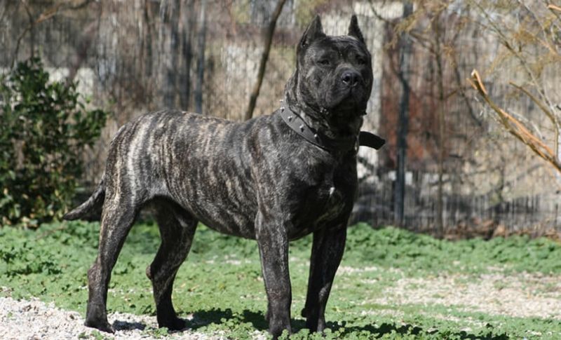 Presa Canario