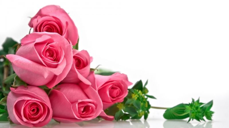 Quà tặng bạn gái ngày 8/3: Hoa hồng