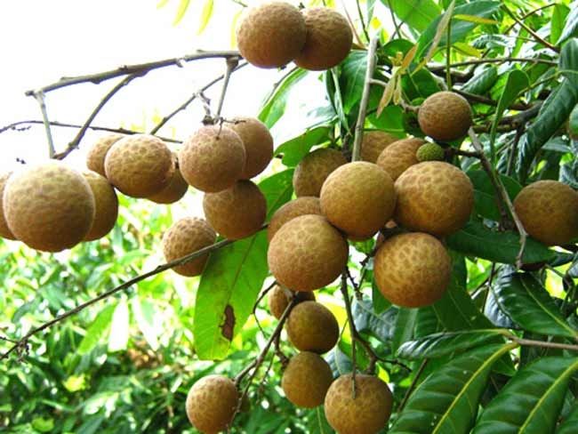 Quả nhãn Quả nhãn