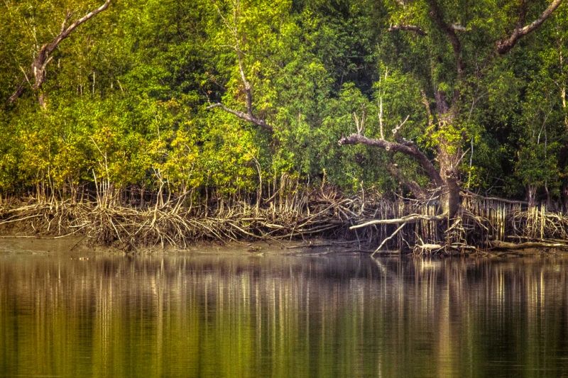 Rừng Sundarbans - Bangladesh, Ấn Độ (10,000 km vuông)