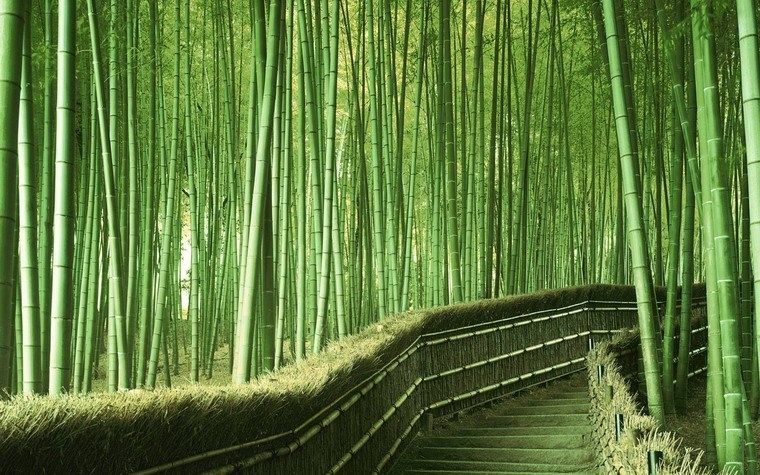 Rừng tre Sagano - Nhật bản
