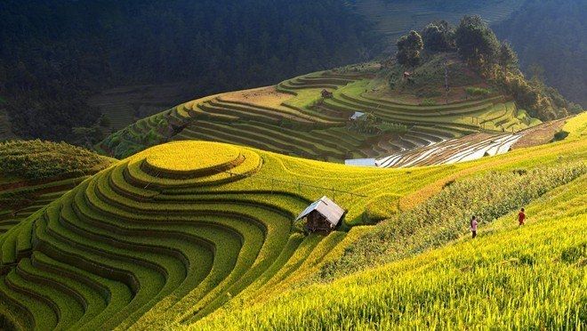 Ruộng bậc thang Mù Cang Chải