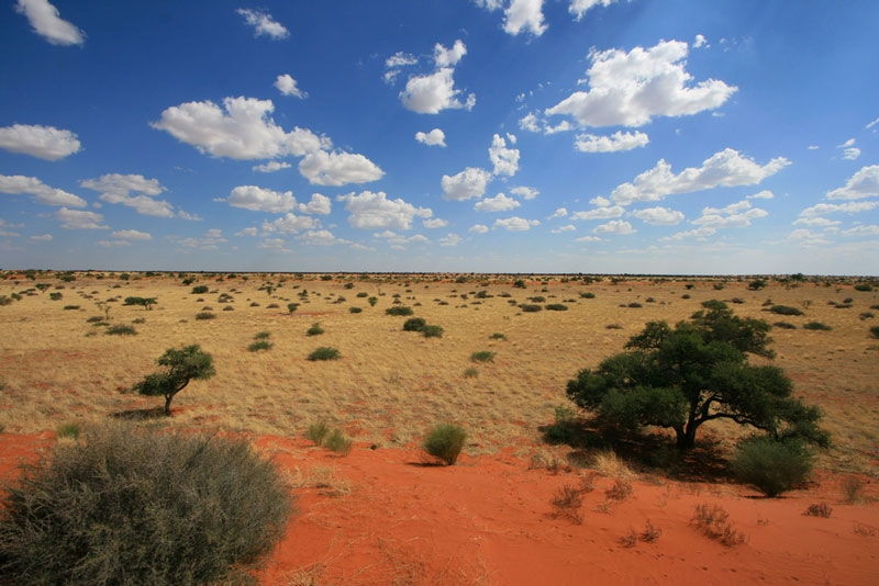 Sa mạc Kalahari