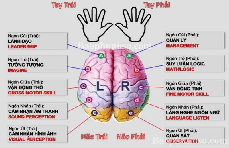 Tận dụng cả 2 bán cầu não để đạt hiệu quả tối đa