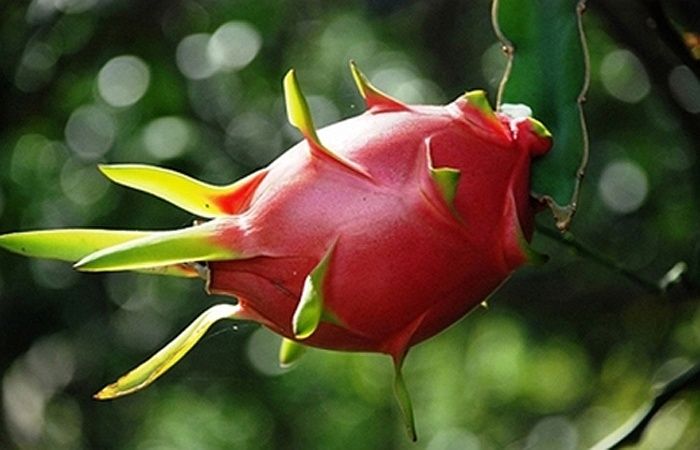 Thanh Long (Tỉnh Bình Thuận) Thanh Long (Tỉnh Bình Thuận)